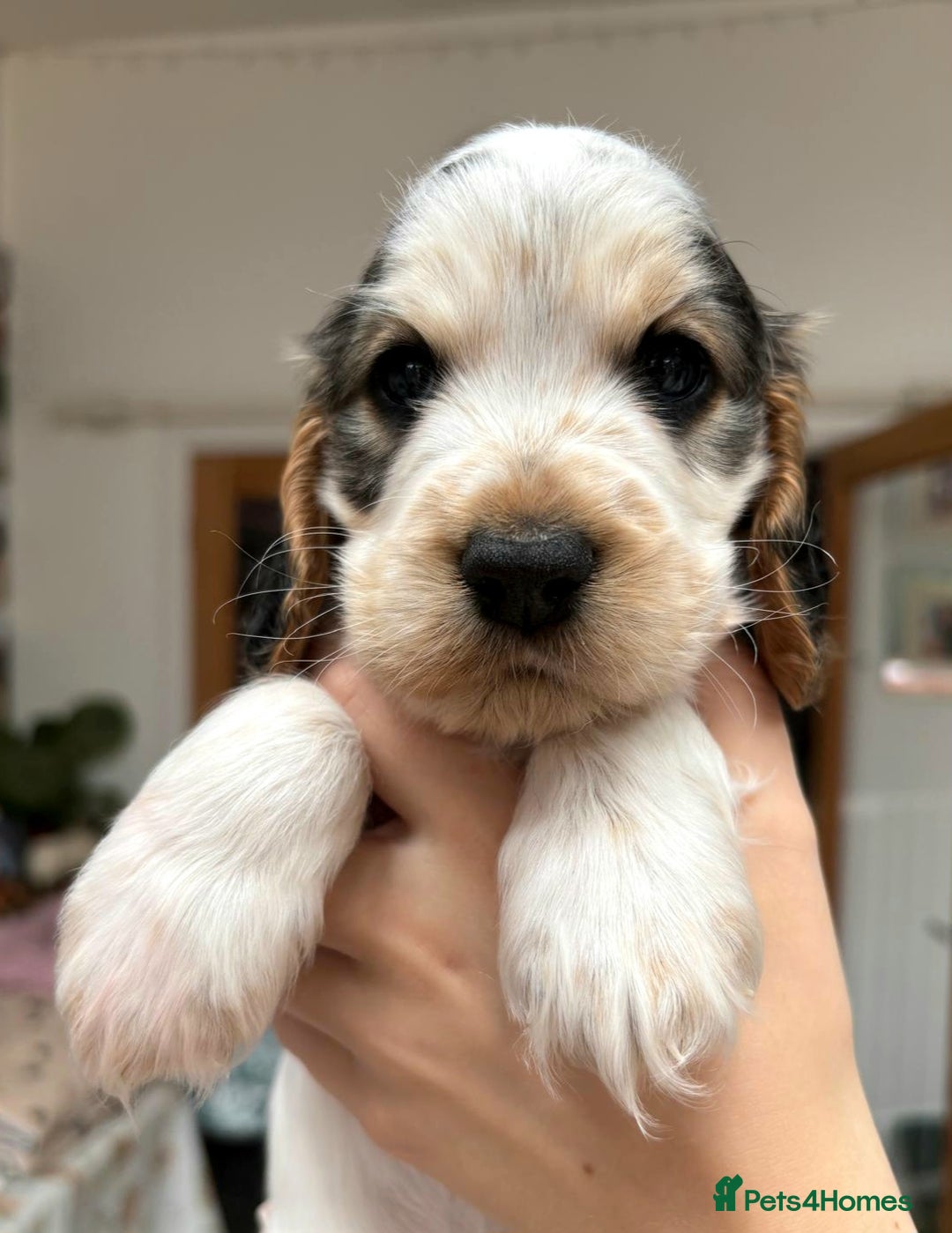 Cocker Spaniel dogs for sale: Stunning Show cocker spaniel puppies Health tested - Image 13