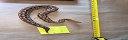 Boa Snake reptiles for sale: Madagascar ground boas babies - Advert 5