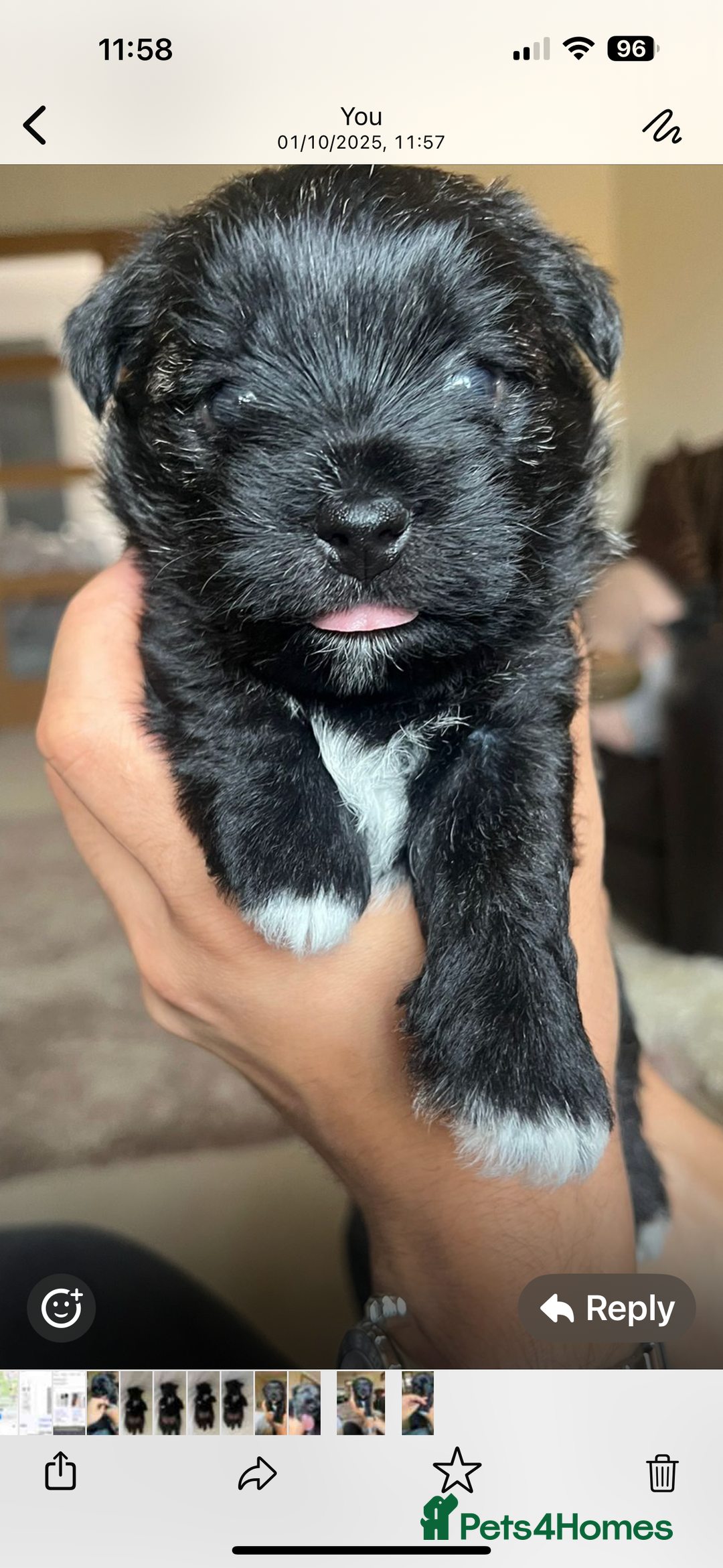 Mixed Breed dogs for sale: Teddy Junior - Image 8