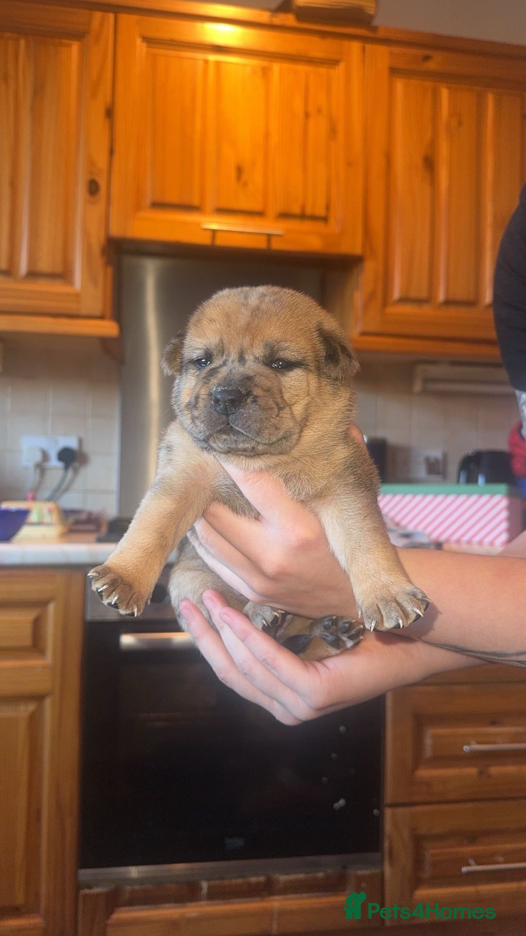 Mixed Breed dogs for sale: American bulldog / chowchow  - Advert 16