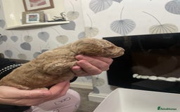 Cockapoo dogs for sale: F1b cockapoo puppies ready now - Advert 28