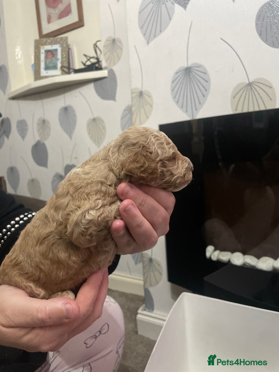 Cockapoo dogs for sale: F1b cockapoo puppies ready now - Advert 28