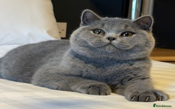 British Shorthair cats for sale: Lovely BSH  - Image 23