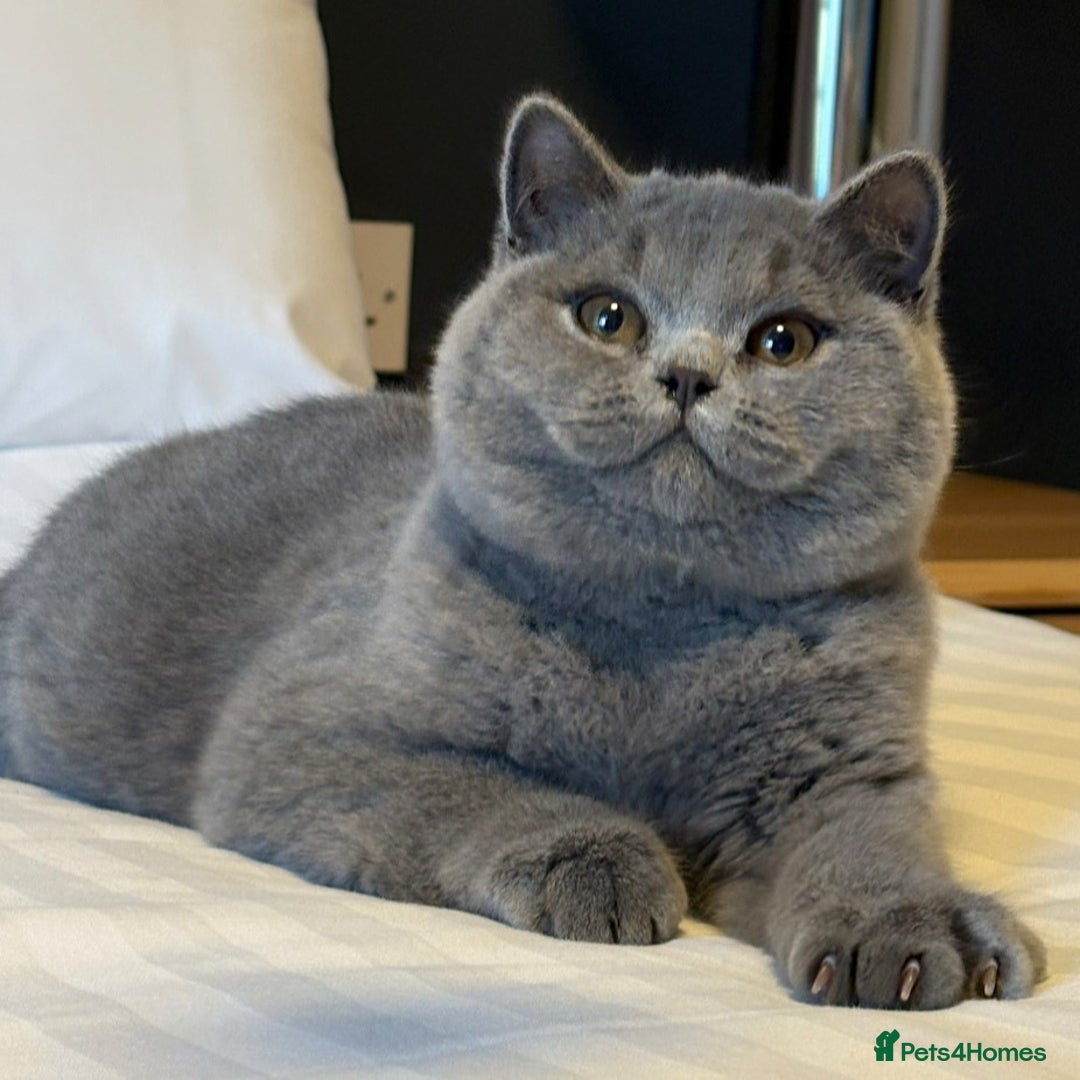 British Shorthair cats for sale: Lovely BSH  - Image 23