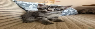 Maine Coon 6