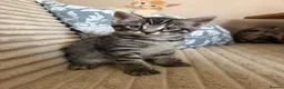 Maine Coon cats for sale: Beautiful Maine Coon x Silver British shorthair - Advert 33
