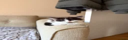 Mixed Breed cats for sale: Ragdoll Male Kitten + 2 Female Calico Kittens - Advert 3