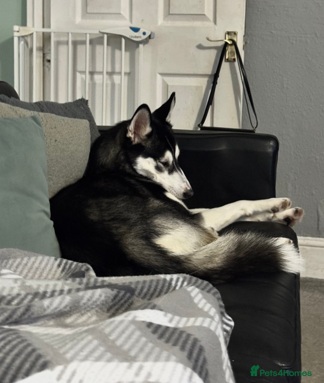 Siberian Husky dogs for sale: Siberian husky - Advert 5