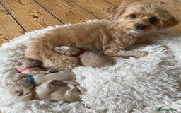 Maltipoo dogs for sale: Adorable Maltipoo Puppies for Sale! 🐾❤️ - Image 12