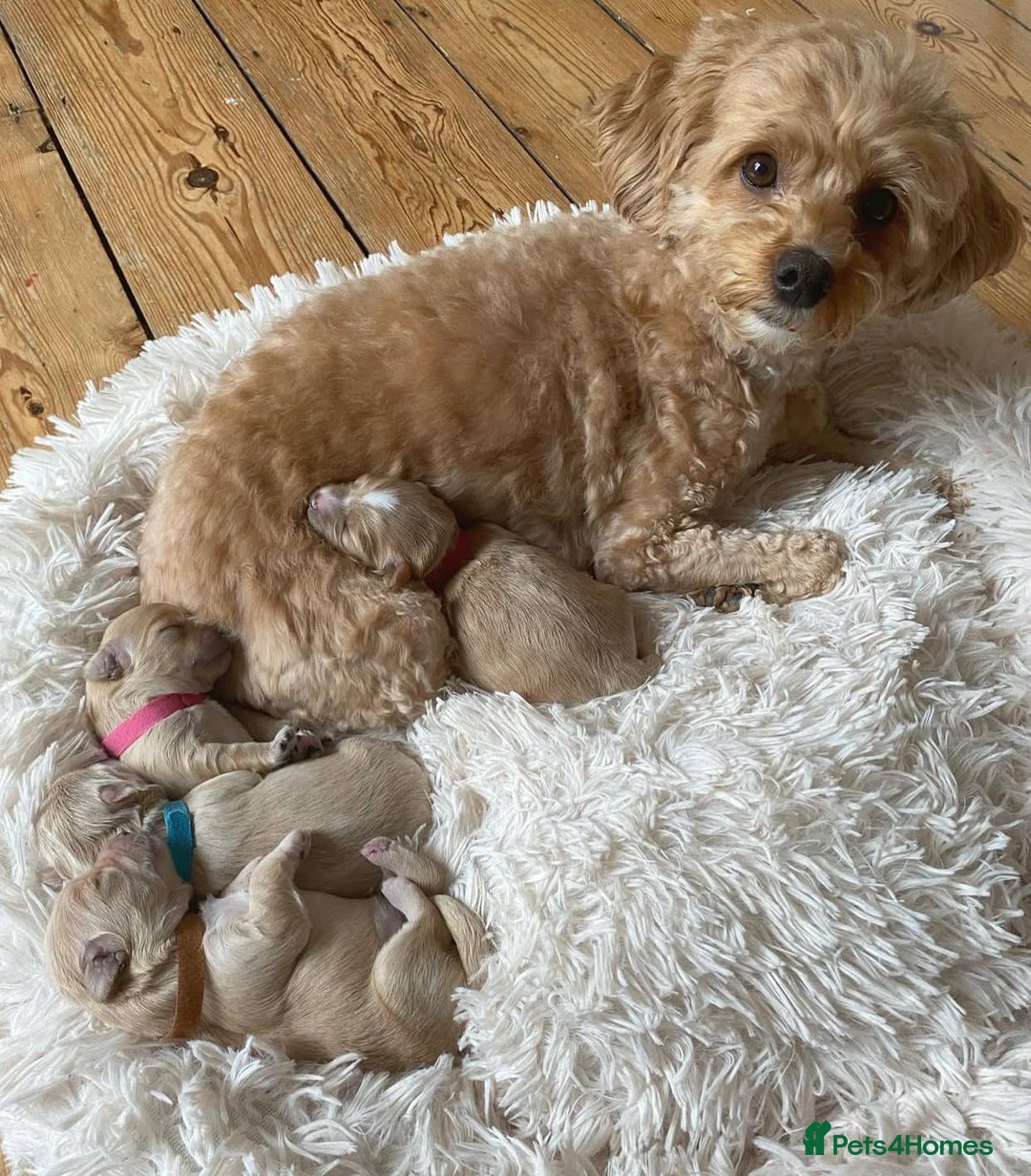 Maltipoo dogs for sale: Adorable Maltipoo Puppies for Sale! 🐾❤️ - Image 12