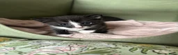 Mixed Breed cats for sale: 2 gorgeous kittens - Advert 8