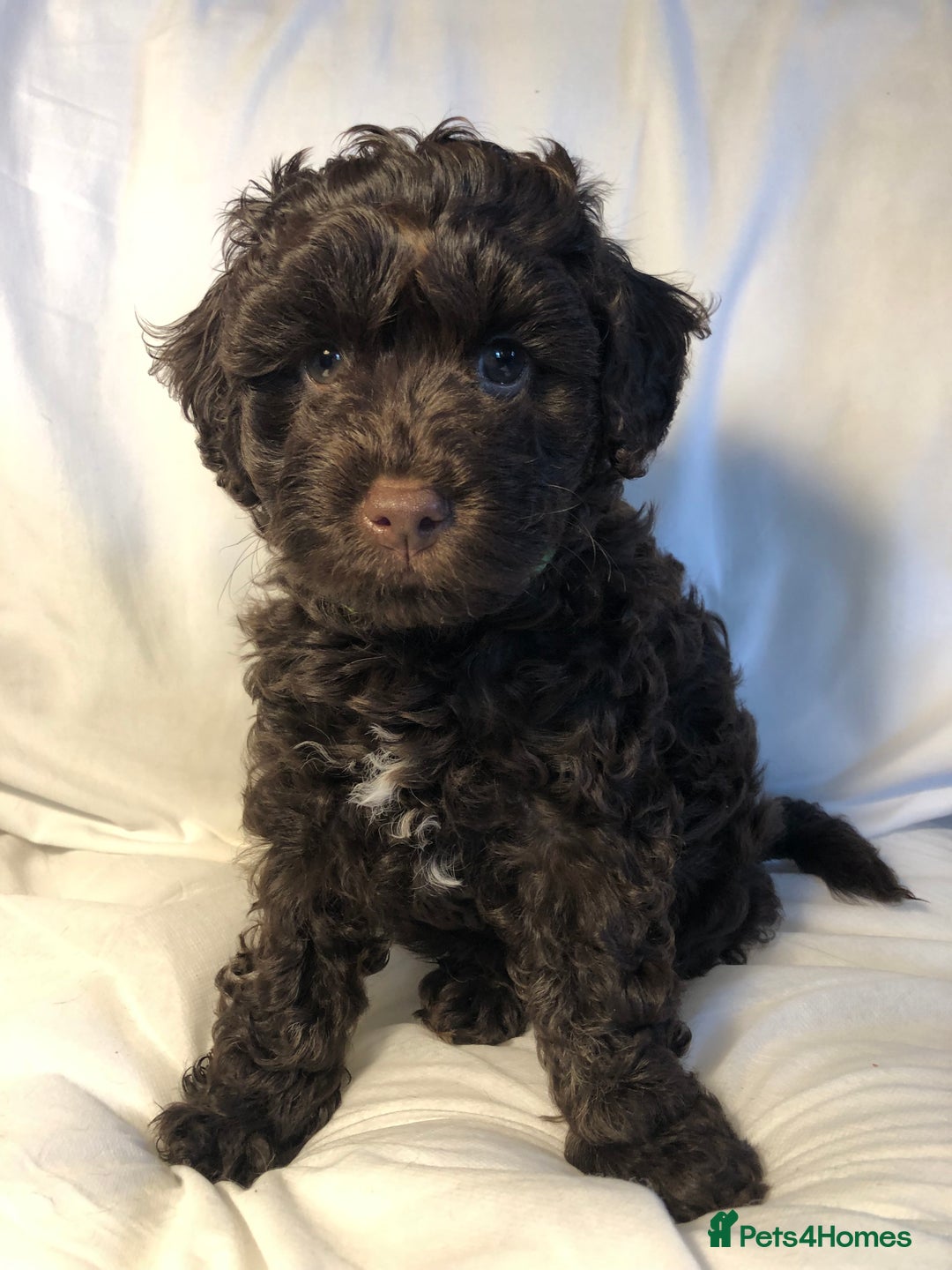 Cockapoo dogs for sale: Small cockapoo puppies ready early oct - Image 9