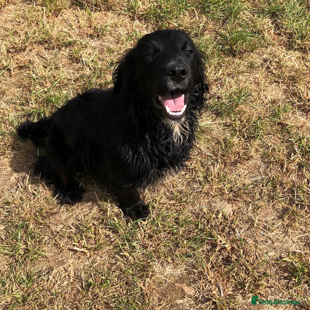 Cocker Spaniel dogs for sale: 1st Class ⭐️⭐️⭐️⭐️⭐️ Licensed - Advert 2