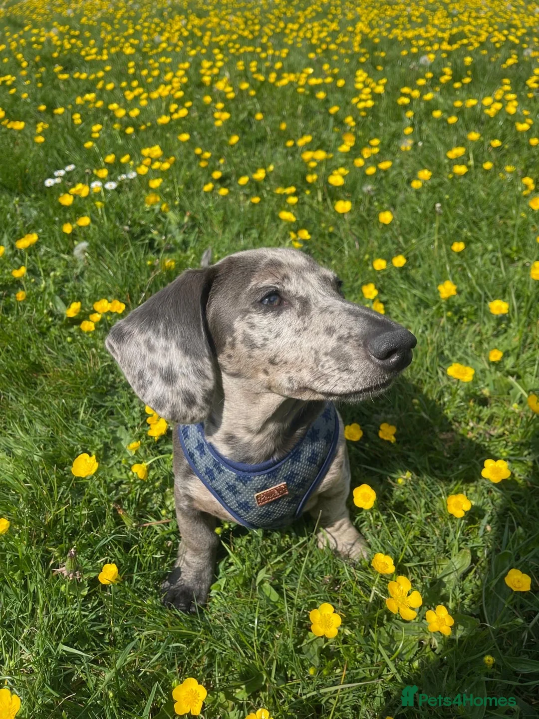 Miniature Dachshund dogs for stud: KC Reg, Miniature Dachshund available for stud   - Advert 5