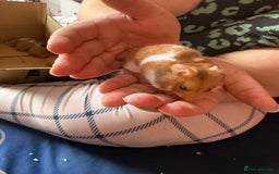 Mixed Breed rodents for sale: Downsizing my animal Collection  in Preston - Image 5