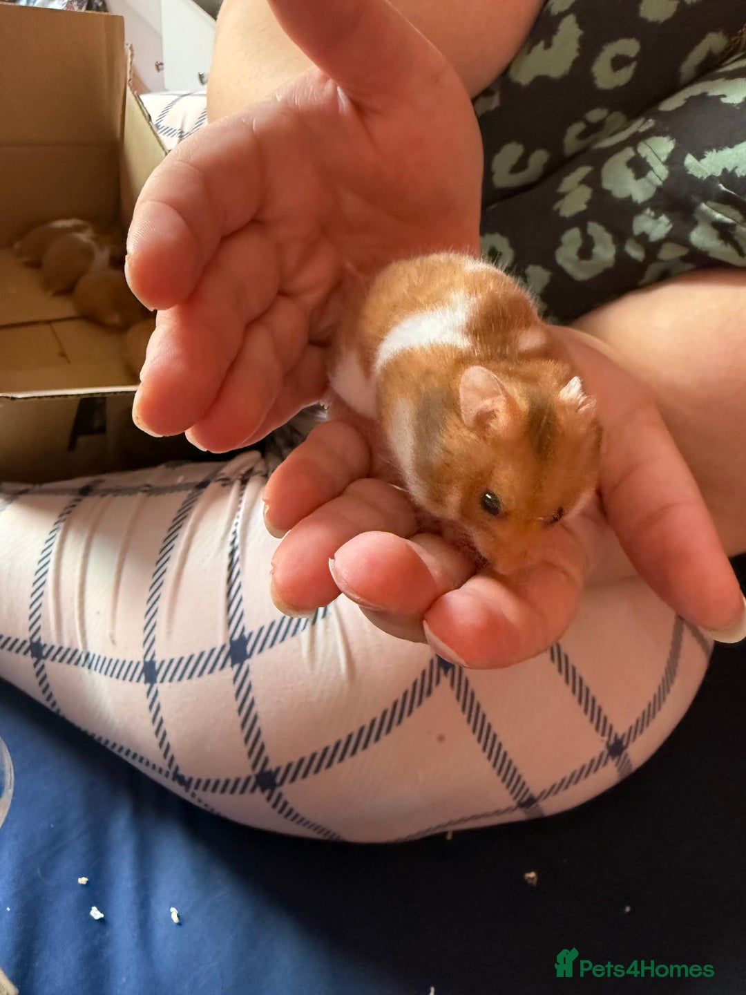 Mixed Breed rodents for sale: Downsizing my animal Collection  in Preston - Image 5