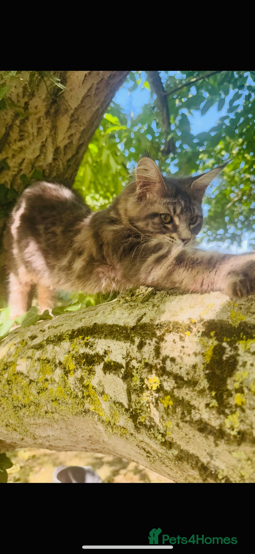 Maine Coon cats for sale: Stunning Pure Breed Maine Coon Kittens in Norwich - Image 2