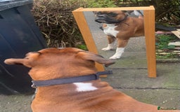 Boxer dogs for sale: A Second Chance for a Gentle Boxer - Advert 29