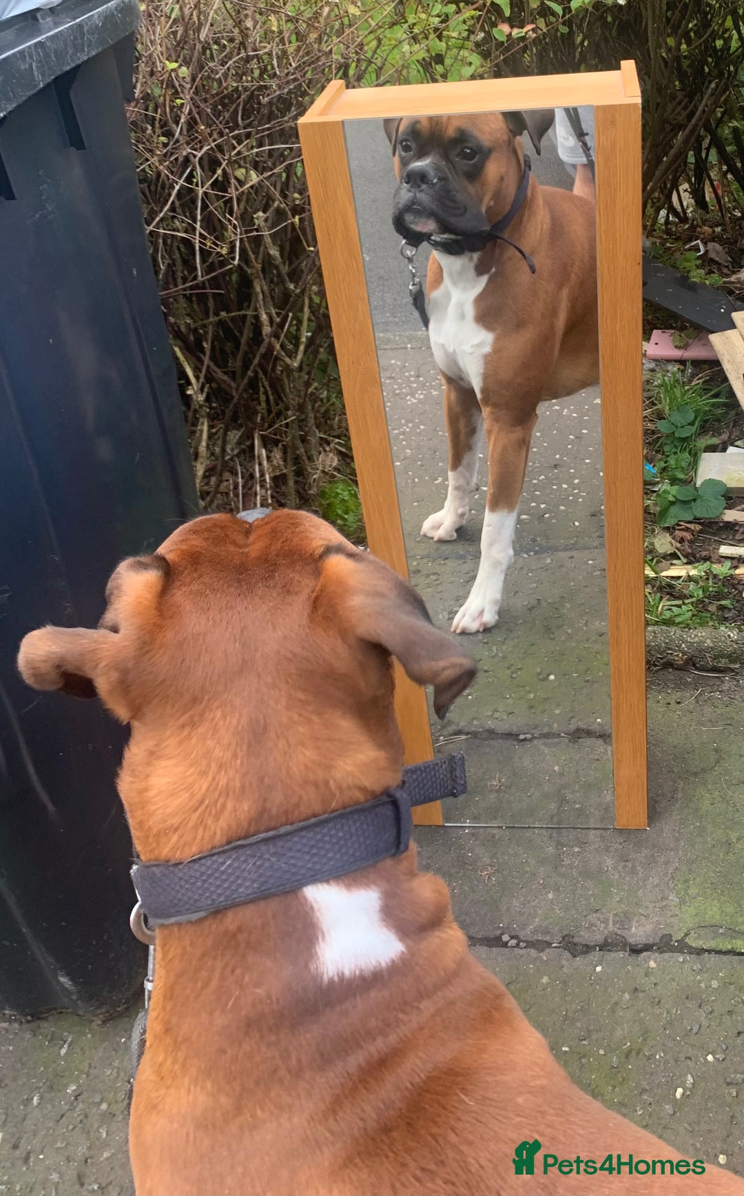 Boxer dogs for sale: A Second Chance for a Gentle Boxer - Advert 29
