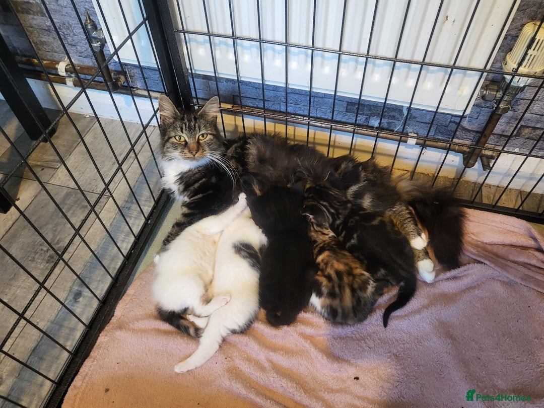 Mixed Breed cats for sale: 3 kittens available  - Image 8