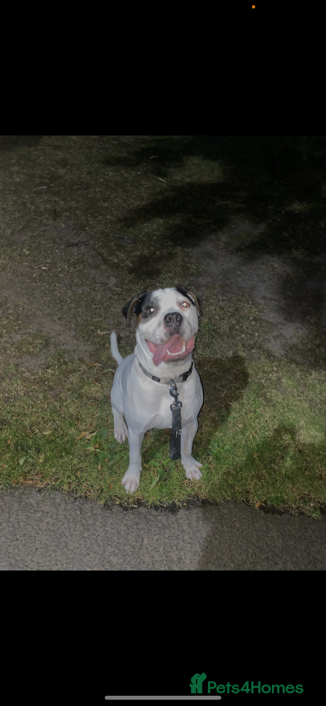 Mixed Breed dogs for sale: 9 Month old Cane corso x american bulldog - Image 3