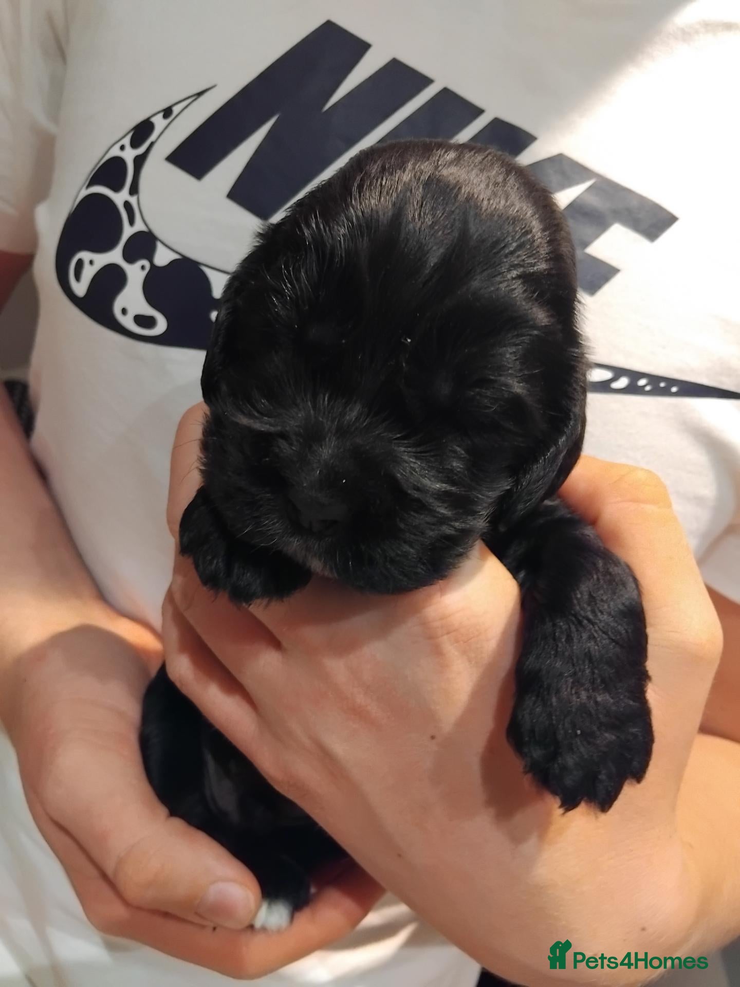Cocker Spaniel dogs for sale: Show cocker spaniels  - Advert 1