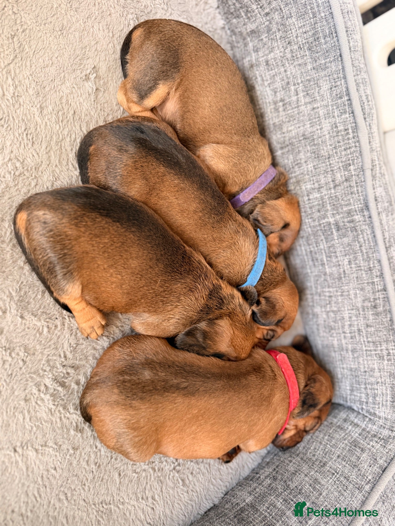 Dachshund dogs 4 beautiful dachshunds pups  - Advert 16