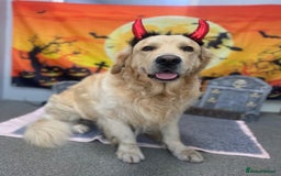 Golden Retriever dogs for sale: Gorgeous Show Type Golden Retrievers - Image 20