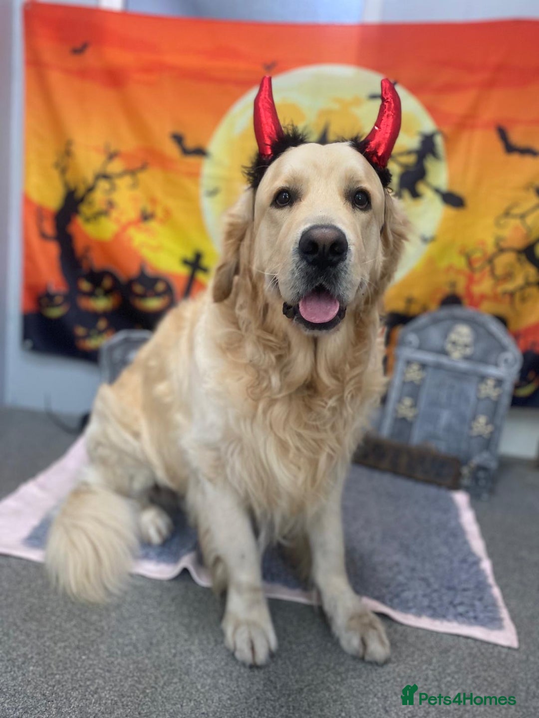 Golden Retriever dogs for sale: Gorgeous Show Type Golden Retrievers - Image 20