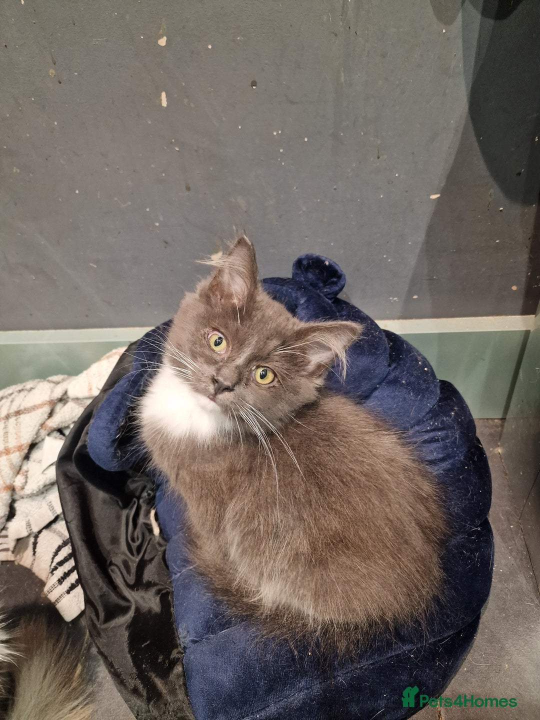 Maine Coon cats for sale: Main coon x ragdoll kittens  - Image 3