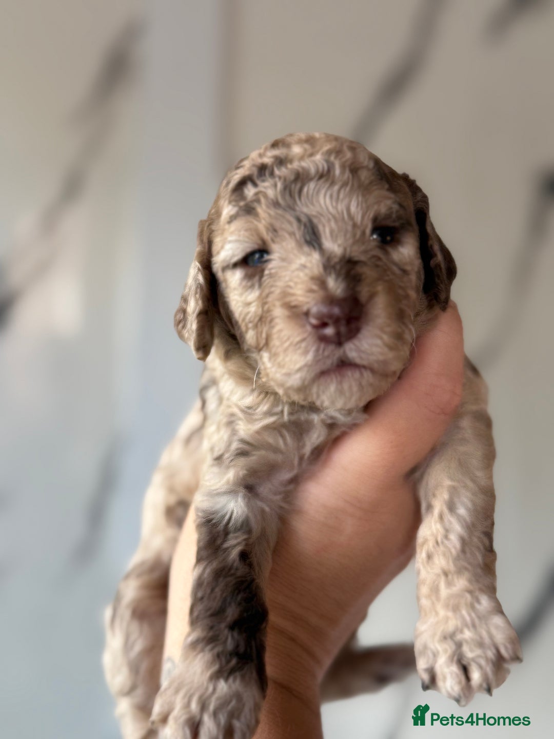 Cockapoo dogs for sale: Stunning Merle cockapoos - Image 4