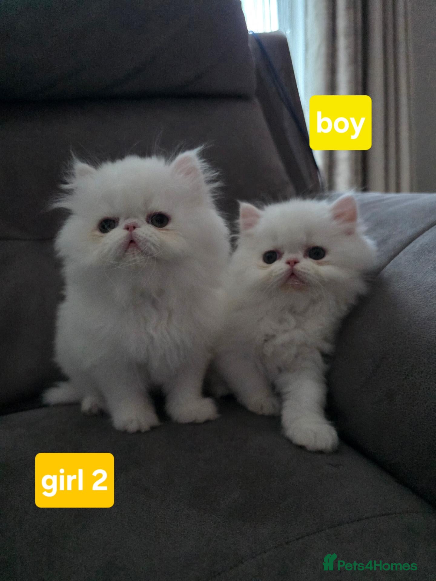 Persian cats ONLY 2 PERSIAN KITTENS LEFT-READY 14 SEPTEMBER ❤️ - Advert 2