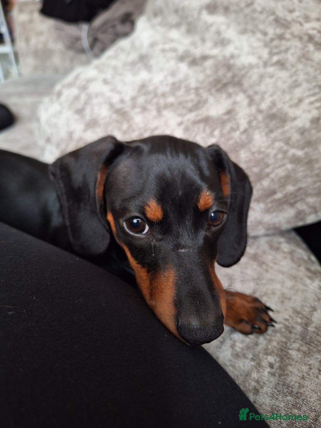 Miniature Dachshund dogs for sale: Bailey - Advert 6
