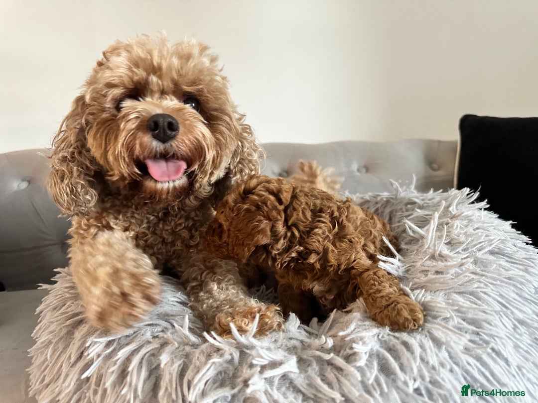 Cavapoo dogs for sale: Stunning Red Cavapoo Boys  - Image 5