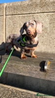 Miniature Dachshund dogs - Advert 14