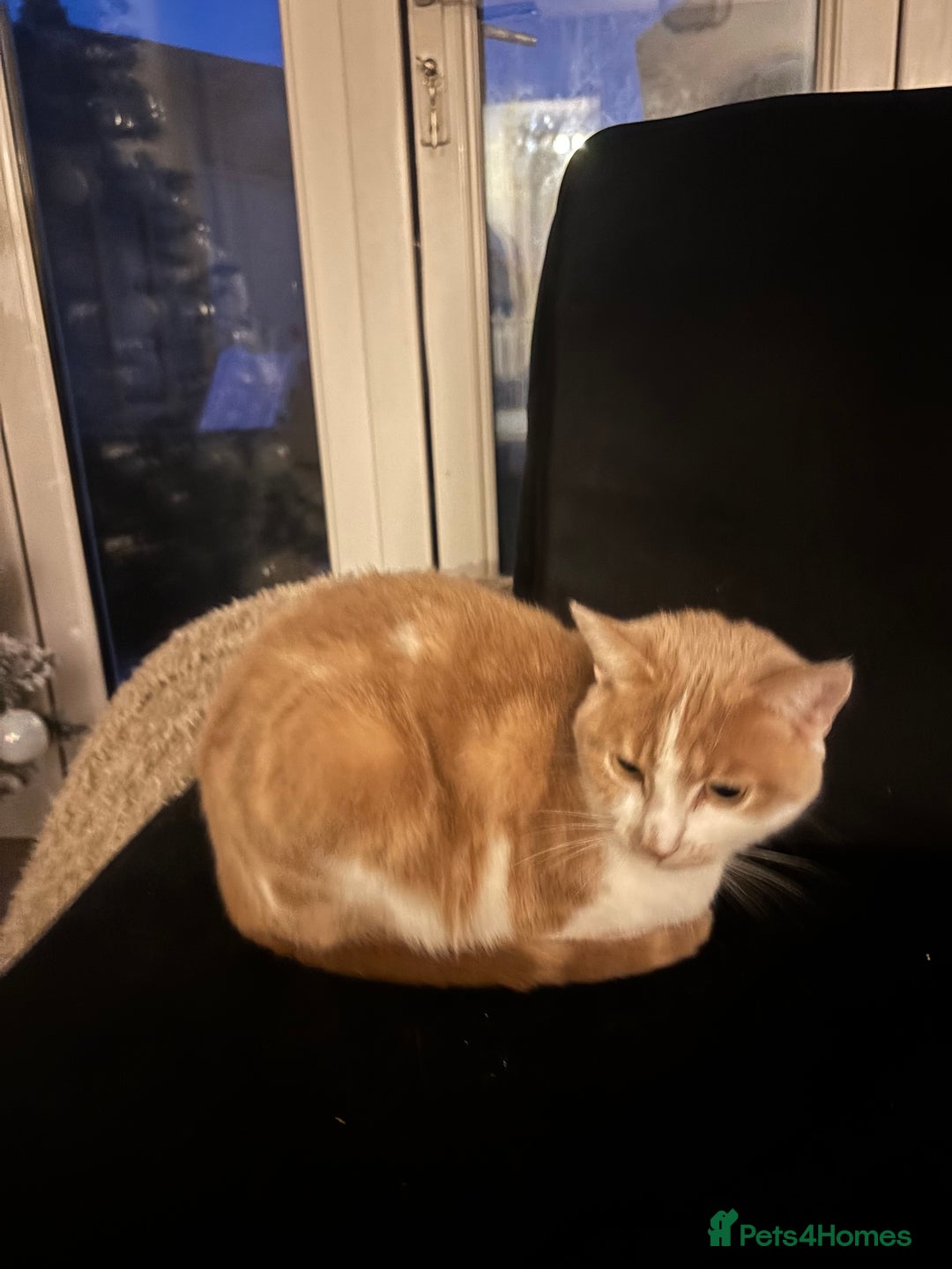 Mixed Breed cats for sale: 2 year old cat  - Advert 1