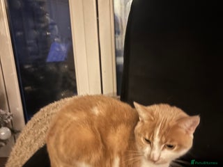 Mixed Breed cats 2 year old cat - Advert 1