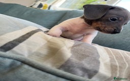 Miniature Dachshund dogs for sale: Micro mini dachshund  - Image 2