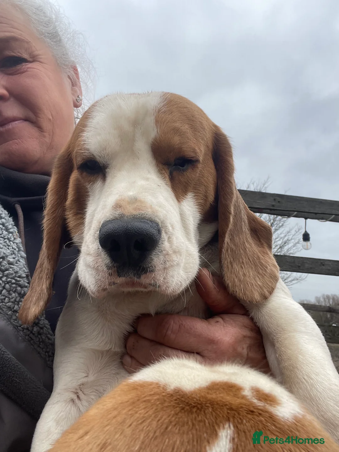 Beagle dogs for sale: TOP KC REG PUOS READY APRIL 5⭐️ lic  - Advert 12