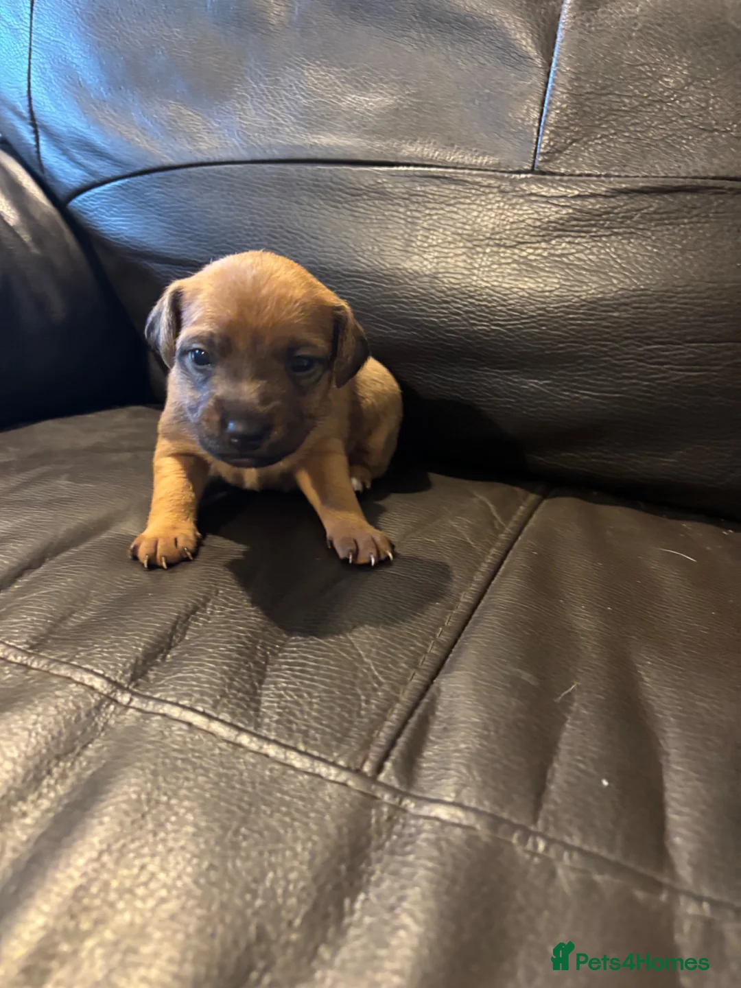 Jack Russell dogs for sale: Jack Russell puppies  in Launceston - Advert 9