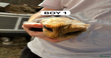 Guinea Pig rodents - Advert 7