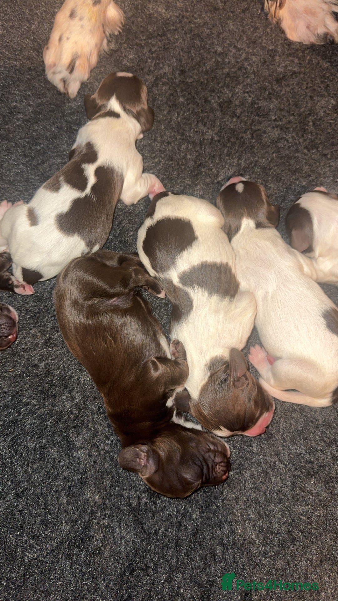 Sprocker dogs for sale: Sprocker puppies  - Advert 2