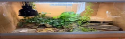 Leopard Gecko reptiles for sale: Leopard gecko and setup  in Norwich - Advert 1
