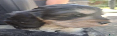 Cocker Spaniel 2