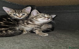 Mixed Breed cats for sale: My sweet pick n mix babies - Image 6