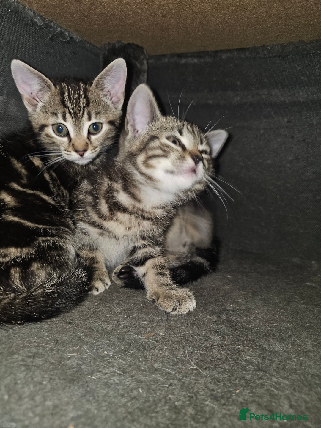 Mixed Breed cats for sale: My sweet pick n mix babies - Image 6