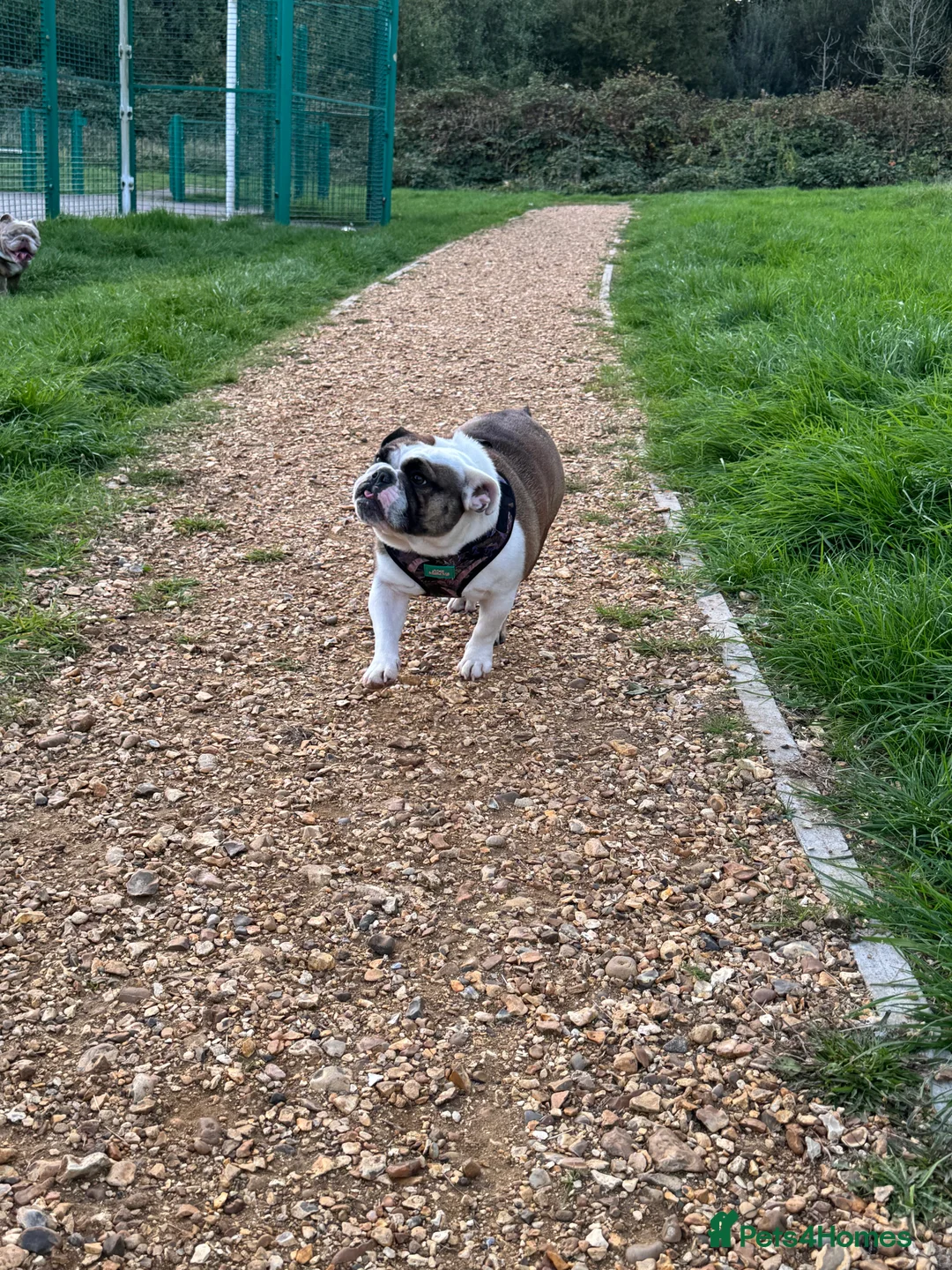 English Bulldog dogs for sale: Female miniature English bulldog  - Advert 5