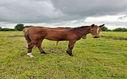 Irish Draught horses for sale: Irish Draught/ISH foals for sale  - Image 7