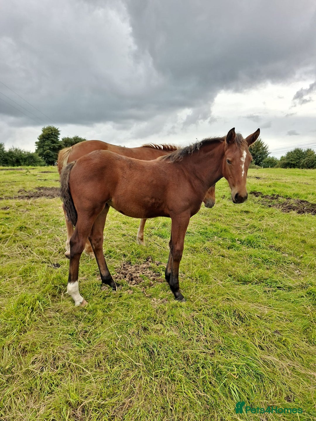 Irish Draught horses for sale: Irish Draught/ISH foals for sale  - Image 7