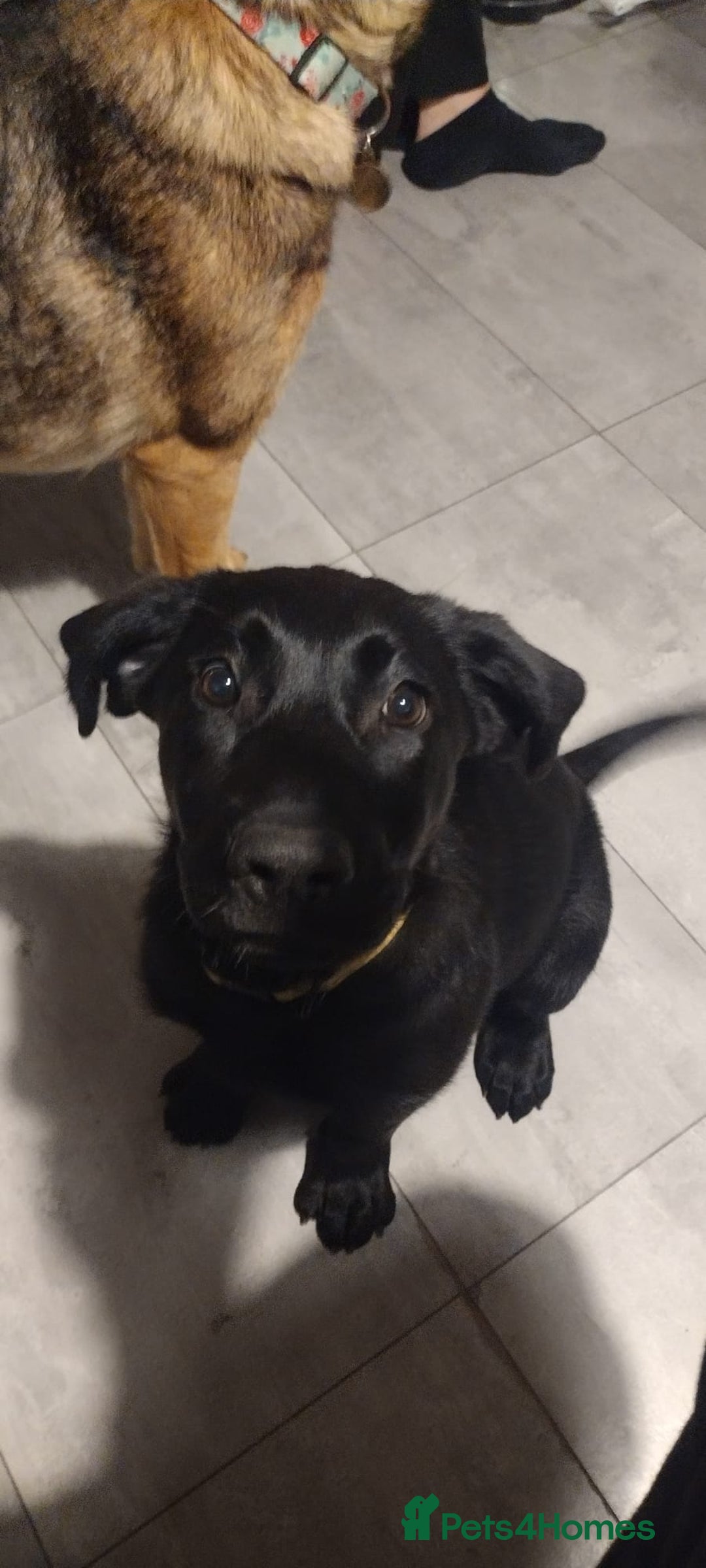 Mixed Breed dogs for sale: Loving lap pup full of snuggles  - Image 1